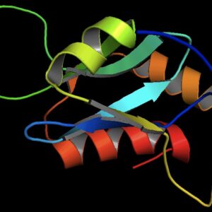 Chicken IgY Native Protein